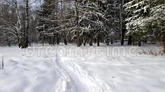 冬天雪中的树视频的预览图