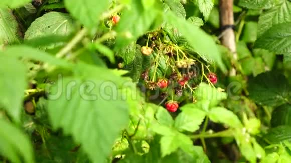 植物和树的健康果实视频的预览图