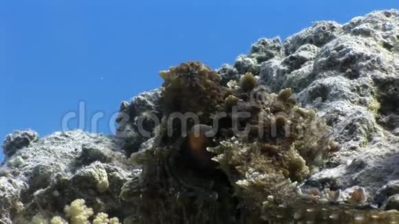 章鱼水下红海视频的预览图