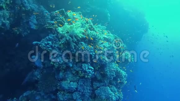 珊瑚礁中的热带鱼群视频的预览图