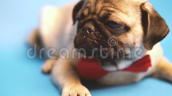 蓝色背景上有趣的小狗在休息快乐狗概念视频的预览图