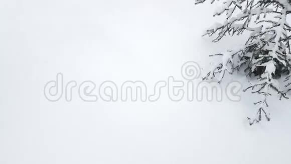 冬天雪中的树视频的预览图