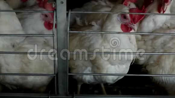 鸡蛋鸡啄饲料特写工厂母鸡鸡业视频的预览图