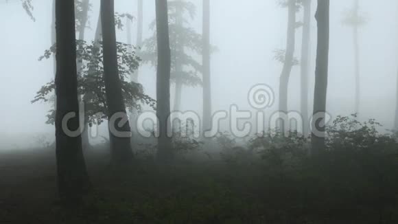 黑雾的森林视频的预览图