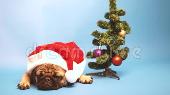 像圣诞老人一样戴帽子的可爱小狗在蓝色背景上隔离的插头圣诞快乐新年理念视频的预览图