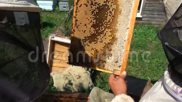 养蜂人检查蜂巢慢动作视频的预览图
