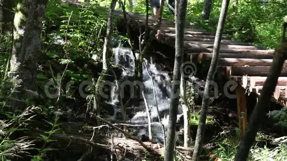 森林里的一个小瀑布视频的预览图