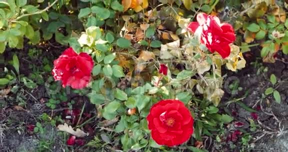秋天的花园特写中红色的垂死的玫瑰视频的预览图