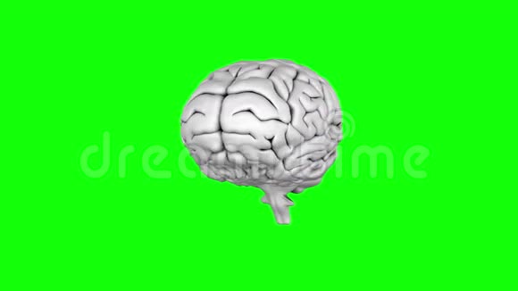 大脑在绿色屏幕背景上旋转视频的预览图