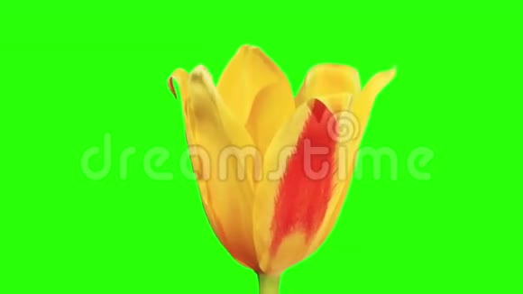 黄色郁金香花蕾绿屏全高清视频的预览图