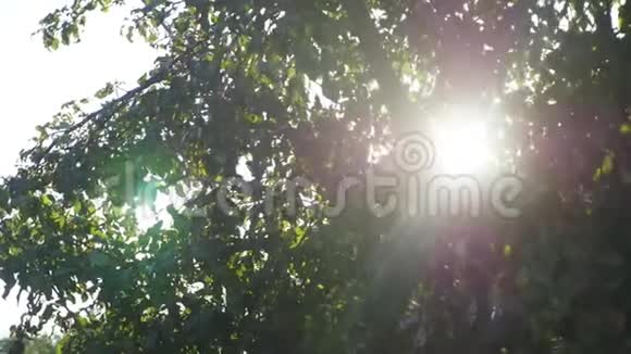 树上的绿叶和阳光视频的预览图
