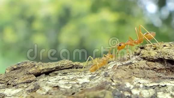 热带雨林中的红蚂蚁视频的预览图