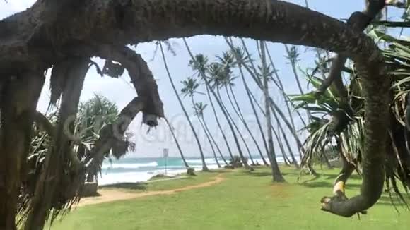 典型热带棕榈景观4K视频的预览图