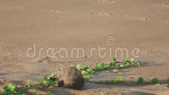 沙滩上的沙蟹视频的预览图