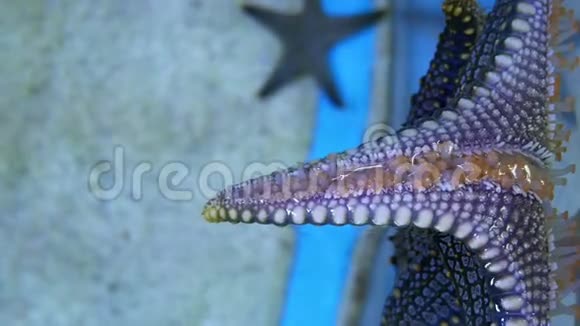 美丽的明星鱼在水族馆装饰水生植物的背景视频的预览图