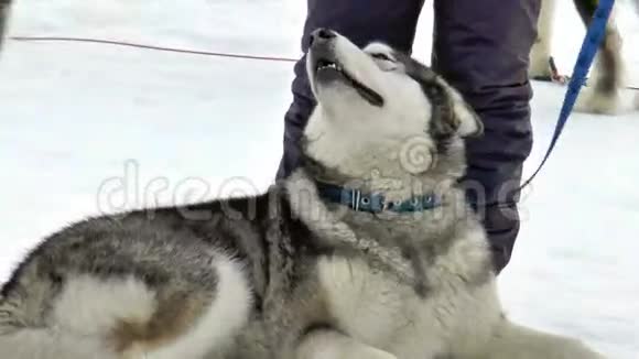 犬种西伯利亚哈士奇哈士奇马拉穆特视频的预览图
