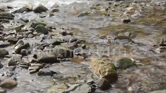 水穿过河流穿过森林中的岩石和石头视频的预览图