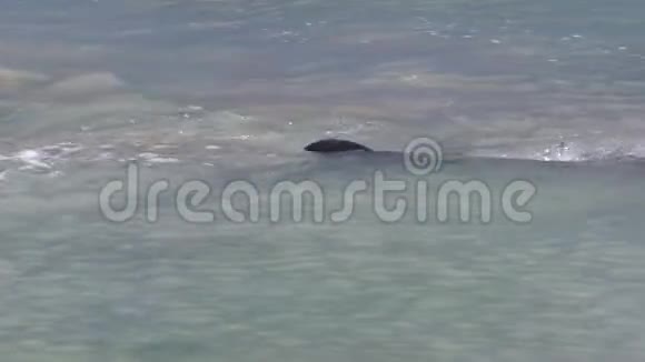 海洋和海豚在水里嬉戏视频的预览图