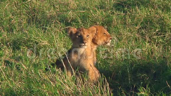 在塞伦盖蒂的狮子幼崽视频的预览图