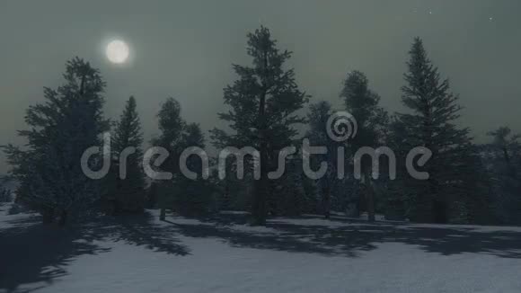 月光下的冬松林视频的预览图