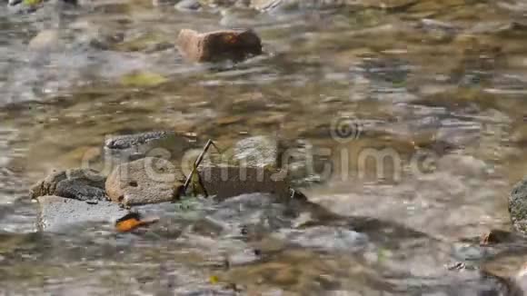 水穿过河流穿过森林中的岩石和石头视频的预览图