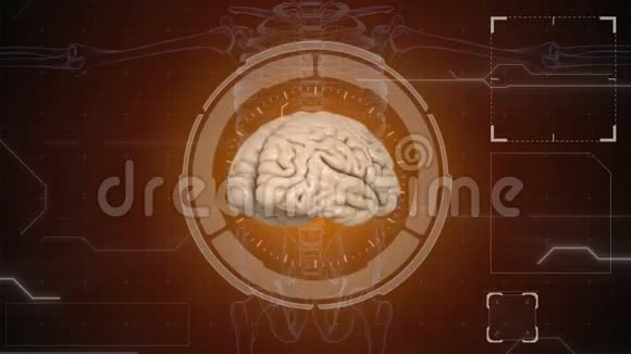 人体解剖学人类的大脑哈德背景医学概念解剖未来视频的预览图