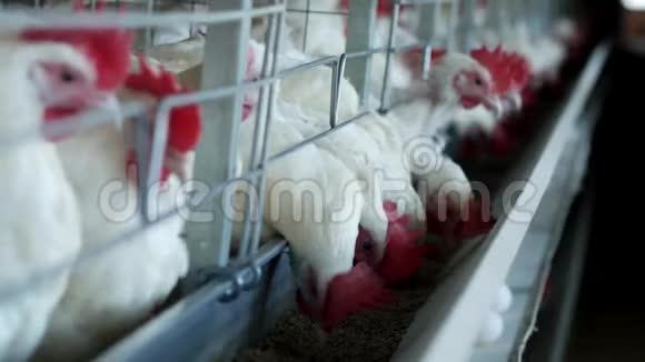 家禽养殖场饲养鸡和蛋鸡啄饲料特写工厂母鸡牧场视频的预览图