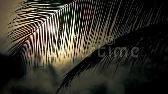 夜晚在热带有棕榈树和满月视频的预览图