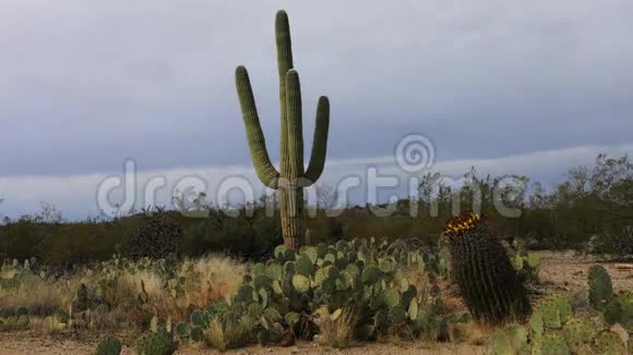 Saguaro4Sonoran沙漠超高清时幕视频的预览图