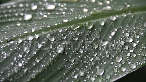 大雨落在花园的绿叶上概念热带地区视频的预览图