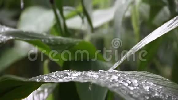 大雨落在花园的绿叶上概念热带地区视频的预览图