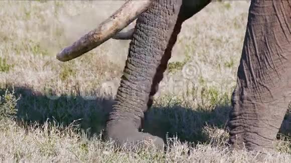 南非的大象牛视频的预览图