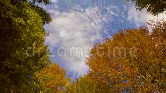 秋天的森林天空视频的预览图