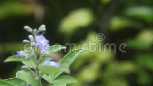 自然光下的紫色花朵视频的预览图