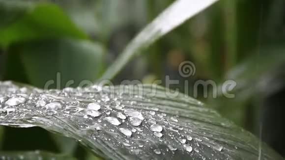 大雨落在花园的绿叶上概念热带地区视频的预览图