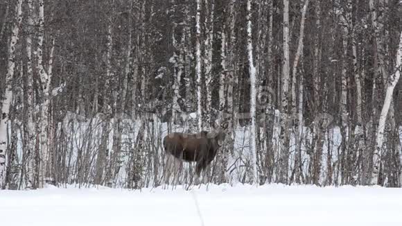 麋鹿妈妈在冬天用白桦树喂养视频的预览图