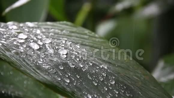 大雨落在花园的绿叶上概念热带地区视频的预览图