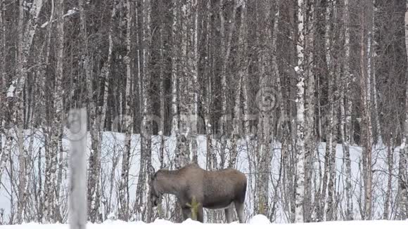 麋鹿妈妈在冬天用白桦树喂养视频的预览图