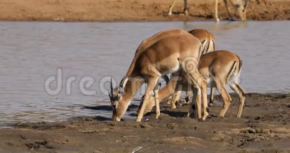斑羚饮用水视频的预览图
