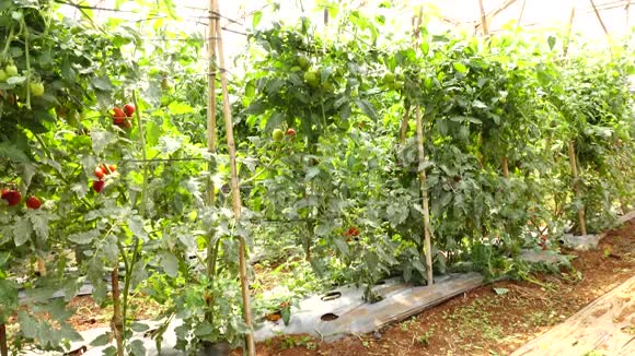 越南拉姆省大拉特市育婴园番茄视频的预览图