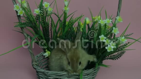 可爱的兔子坐在篮子里视频的预览图