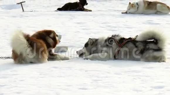 犬种西伯利亚哈士奇哈士奇马拉穆特视频的预览图