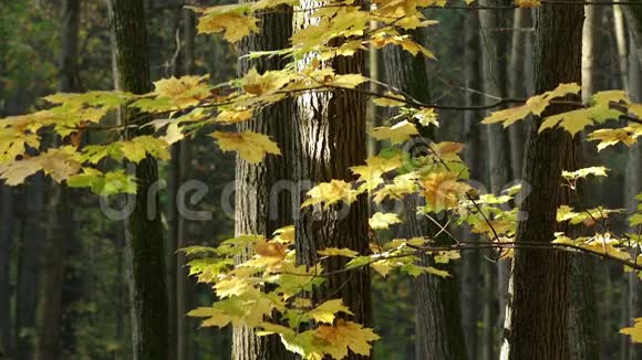 秋天的森林视频的预览图