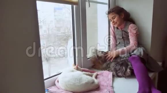 女孩和宠物猫和宠物狗一看窗外猫睡觉视频的预览图