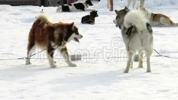 犬种西伯利亚哈士奇哈士奇马拉穆特视频的预览图