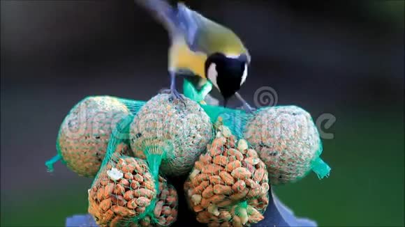 滴滴鸟籽喂食视频的预览图