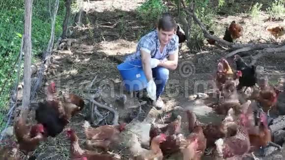 农民给鸡喂食视频的预览图