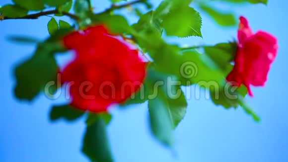 美丽的红色盛开的玫瑰视频的预览图
