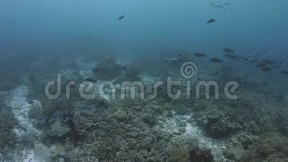 珊瑚礁有大海迷和丰富的鱼类4k视频的预览图