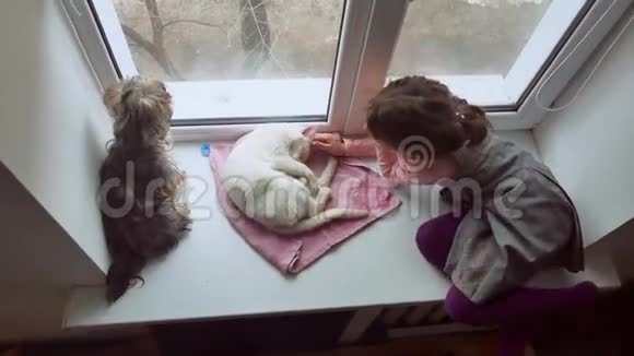 女孩和宠物猫和狗宠物一看窗外猫睡觉视频的预览图